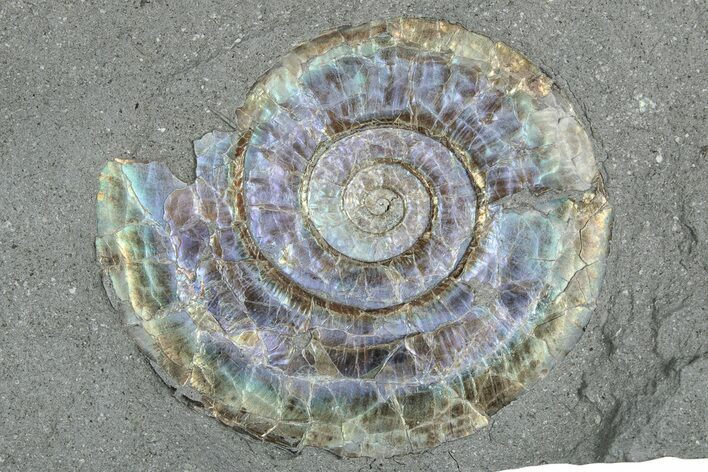 Iridescent Ammonite (Psiloceras) Fossil - England #350959